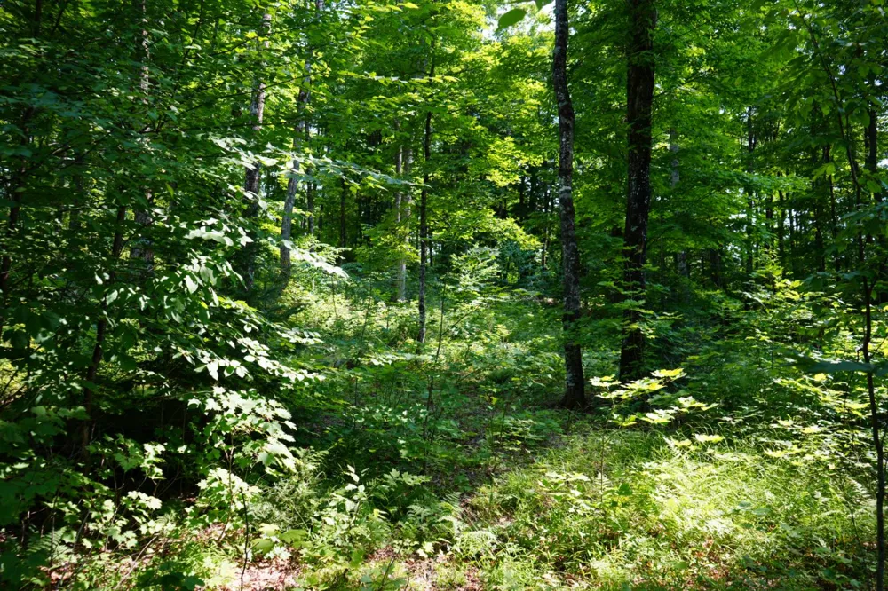 Lot 20 Little Smoky Lk Est Iron River, MI 49935