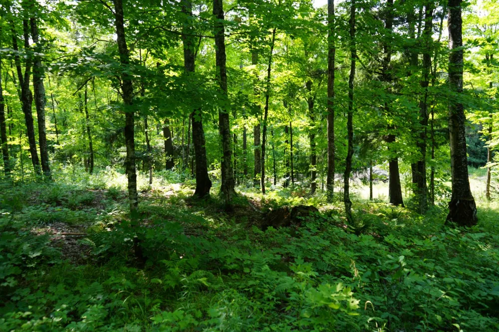 Lot 20 Little Smoky Lk Est Iron River, MI 49935