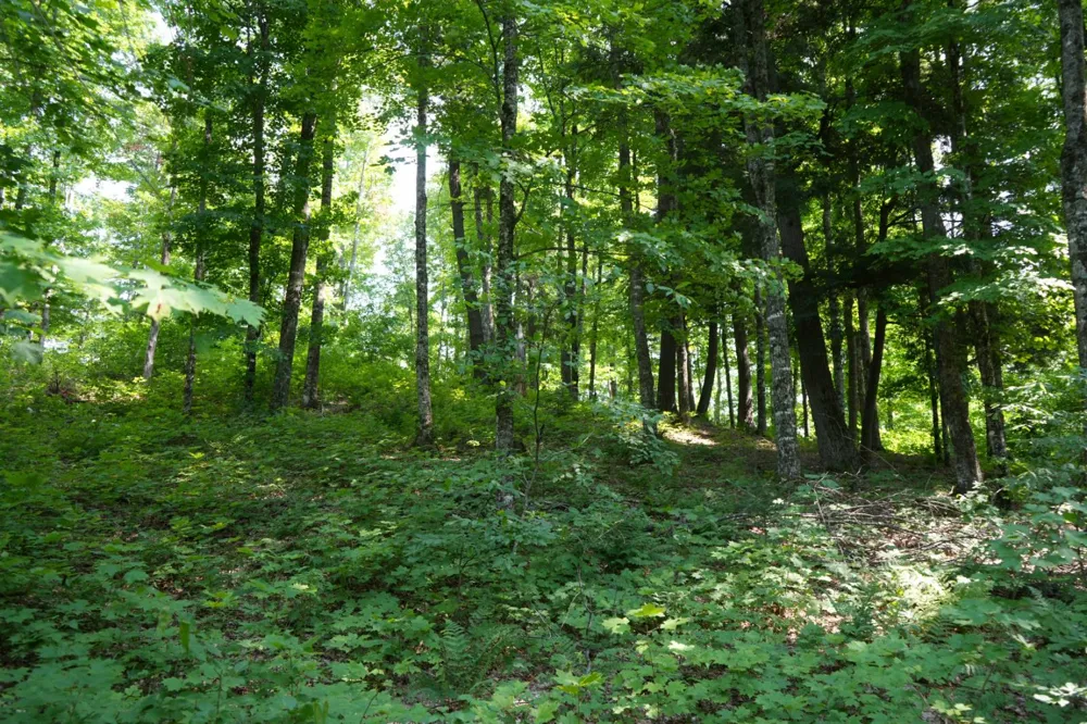 Lot 20 Little Smoky Lk Est Iron River, MI 49935