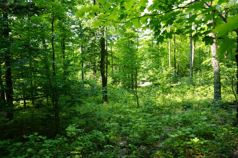 Lot 20 Little Smoky Lk Est Iron River, MI 49935