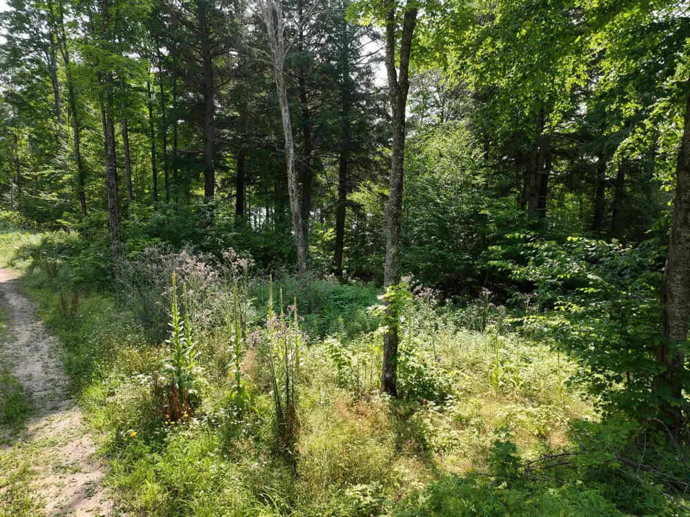 Lot 12 Little Smoky Lk Est Iron River, MI 49935