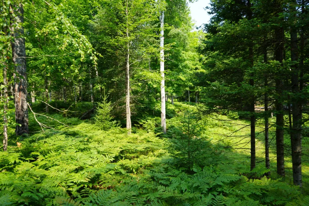 3839 W Brule Lake Road Iron River, MI 49935