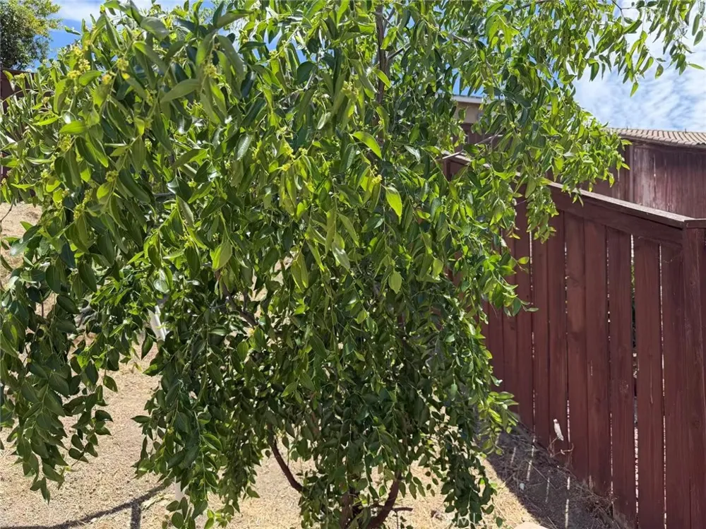 29535 Hyperion Murrieta, CA 92563