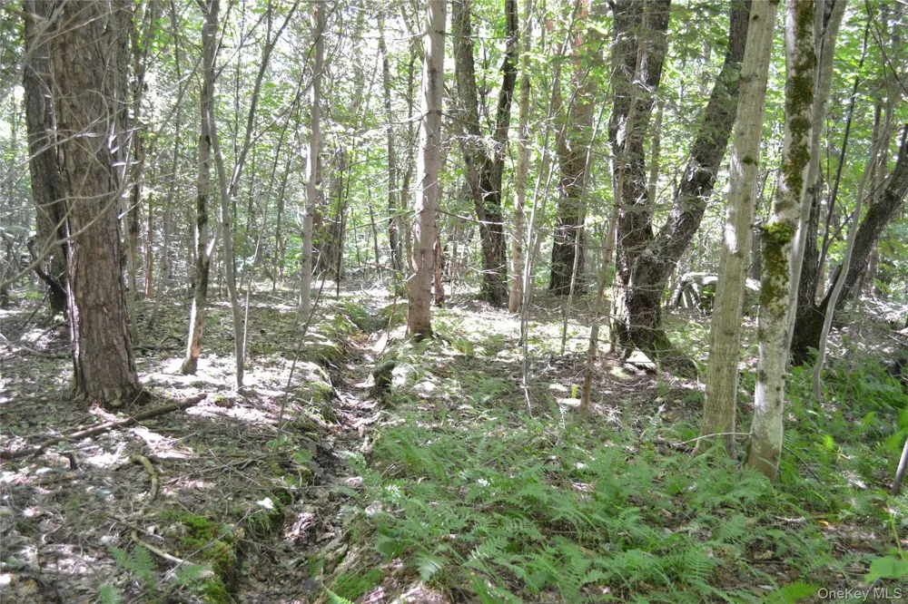 3897 Campbell Mountain Road Downsville, NY 13755
