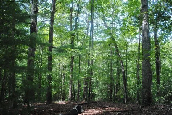 1368 Mtn Creek Hollow Drive Talking Rock, GA 30175