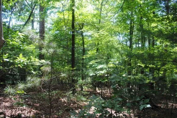 1368 Mtn Creek Hollow Drive Talking Rock, GA 30175