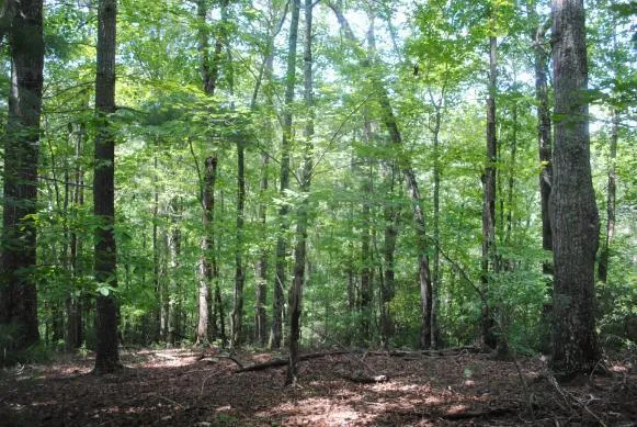 1368 Mtn Creek Hollow Drive Talking Rock, GA 30175
