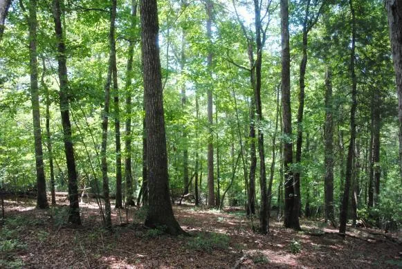 1368 Mtn Creek Hollow Drive Talking Rock, GA 30175