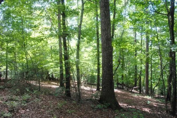 1368 Mtn Creek Hollow Drive Talking Rock, GA 30175
