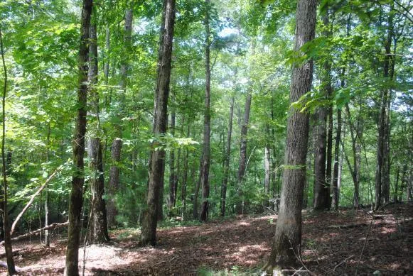 1368 Mtn Creek Hollow Drive Talking Rock, GA 30175