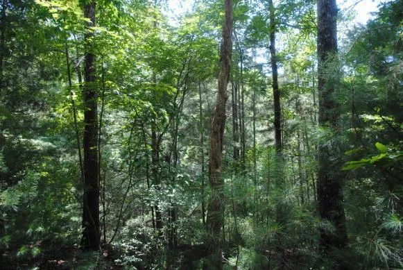 1368 Mtn Creek Hollow Drive Talking Rock, GA 30175