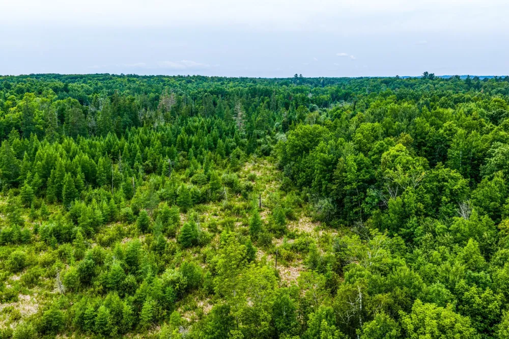 TBD Scenic Highway Pennington, MN 56633