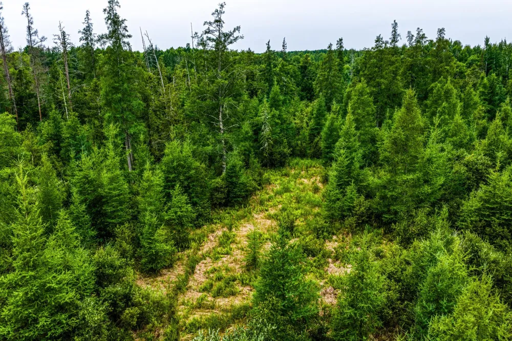 TBD Scenic Highway Pennington, MN 56633