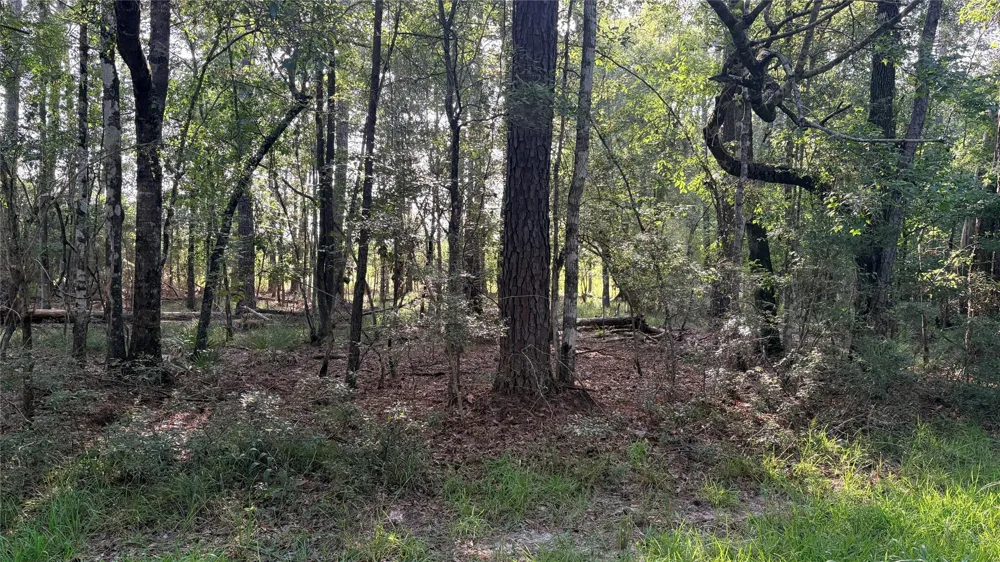 11 Hackberry Drive Village Mills, TX 77663
