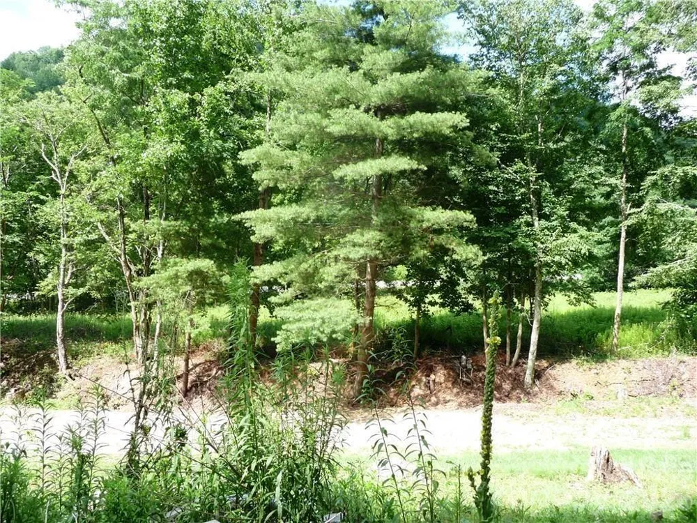 870 Bairds Creek Road Vilas, NC 28692