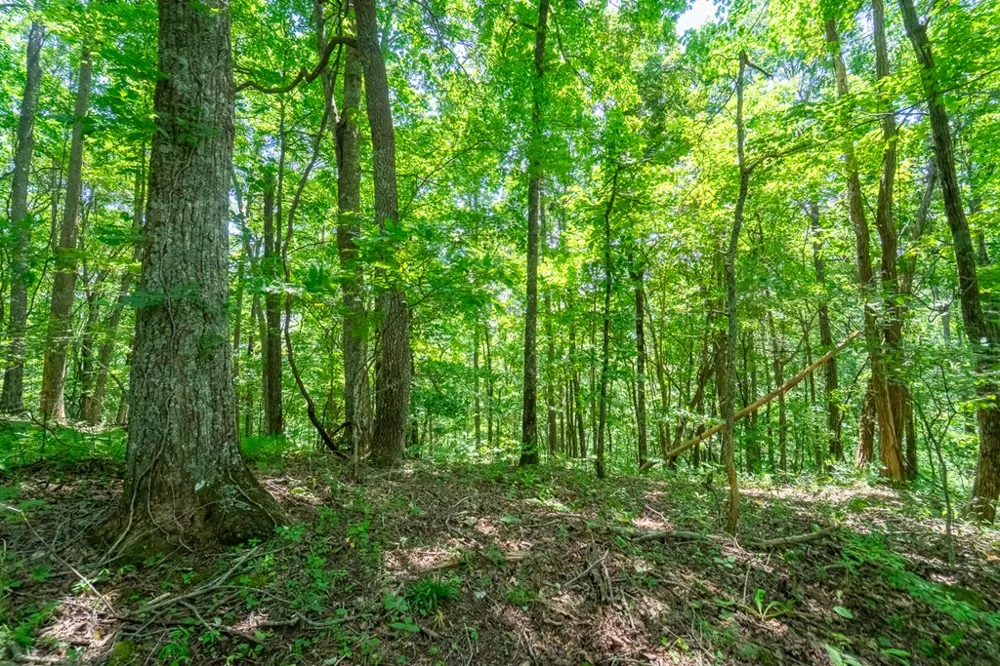 North Skeenah Rd Franklin, NC 28734