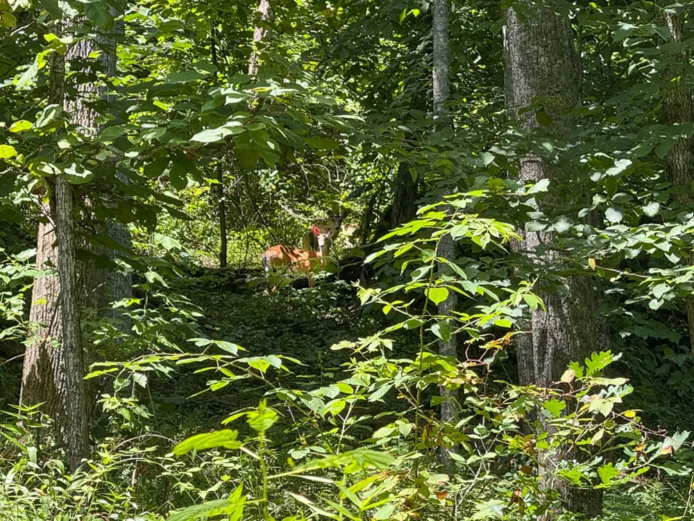 North Skeenah Rd Franklin, NC 28734