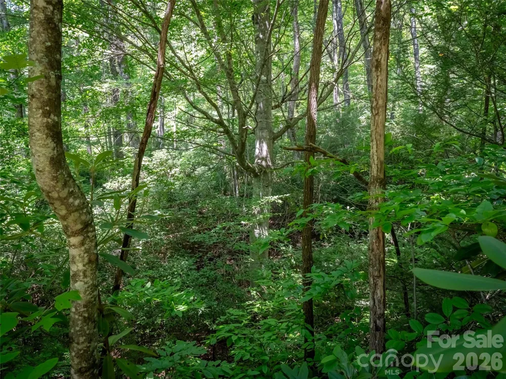 M11 Pine Mountain Trail Brevard, NC 28712