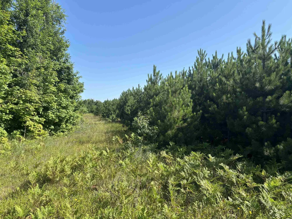628 Badgley Road Bagley Township, MI 49795