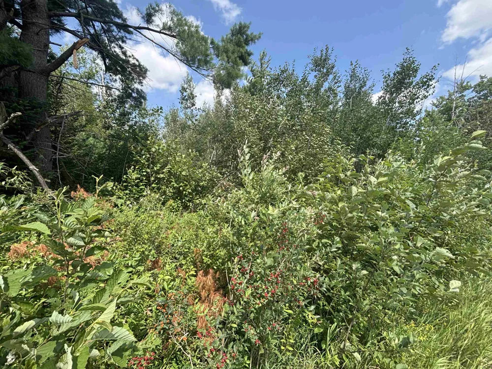 628 Badgley Road Bagley Township, MI 49795