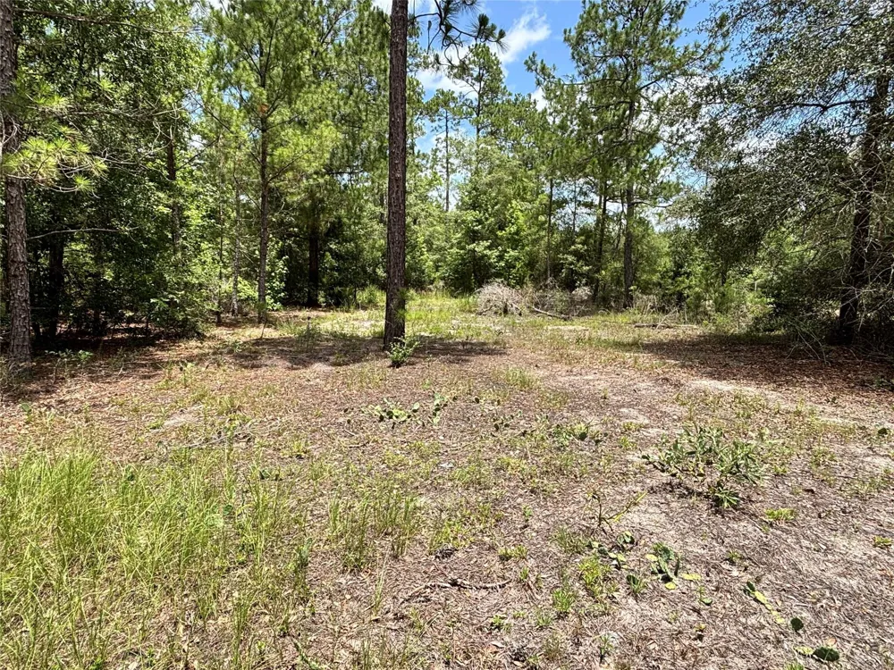 1603 Dammom Lane Kountze, TX 77663