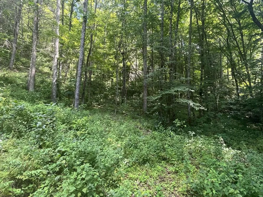 Tear Drop Lane Glenville, NC 28736
