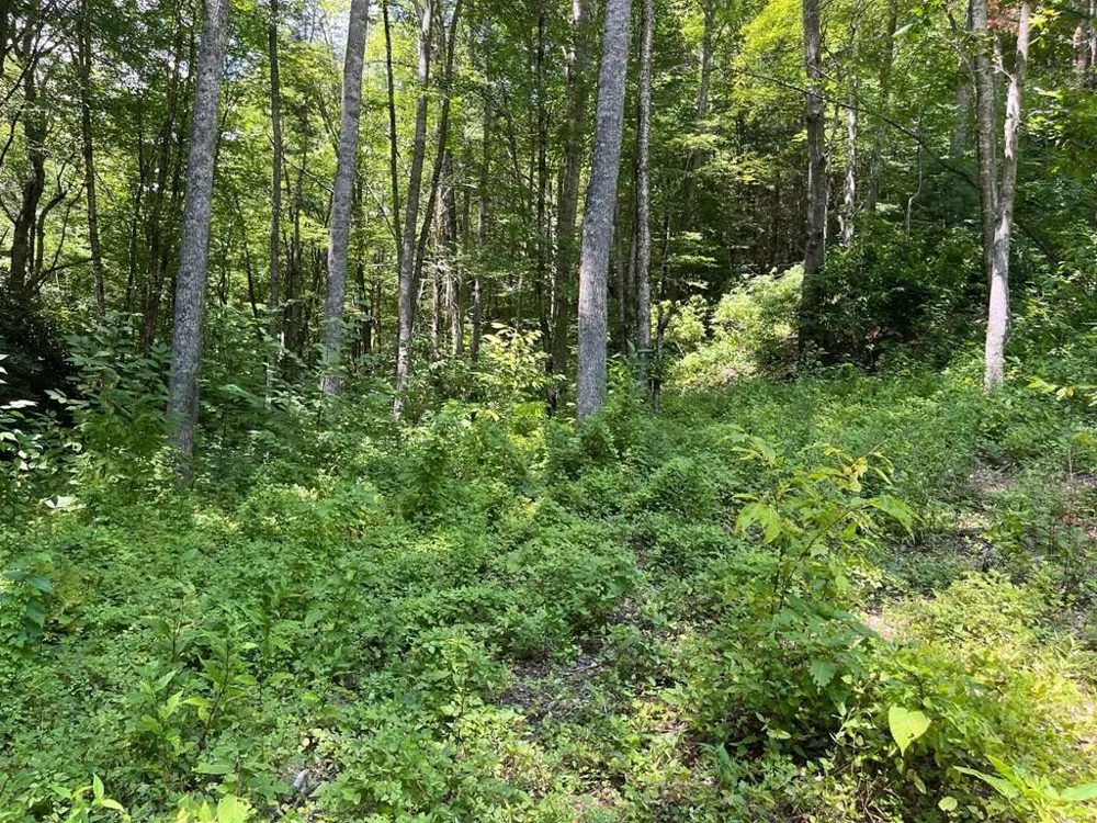 Tear Drop Lane Glenville, NC 28736
