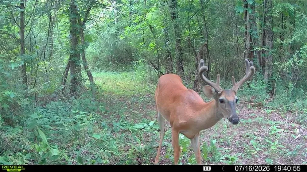 4619 S Highway 341 Chickamauga, GA 30707