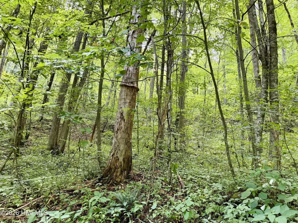 4181 Huffman Creek Road #32 Robbinsville, NC 28771