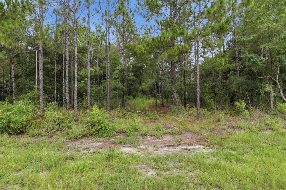 TBD BAY COURT PASS Ocklawaha, FL 32179
