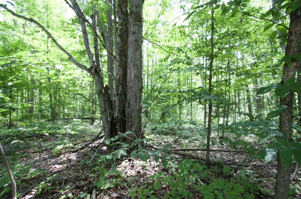 Valleyview Drive Mancelona Township, MI 49730