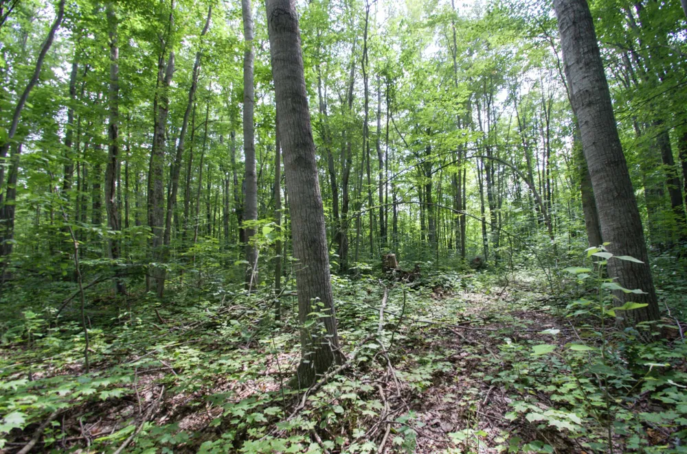 Valleyview Drive Mancelona Township, MI 49730