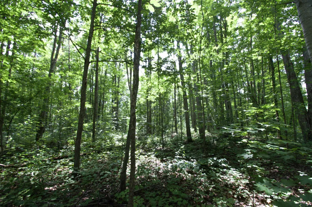 Valleyview Drive Mancelona Township, MI 49730