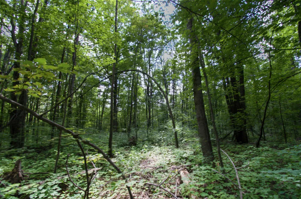 Valleyview Drive Mancelona Township, MI 49730