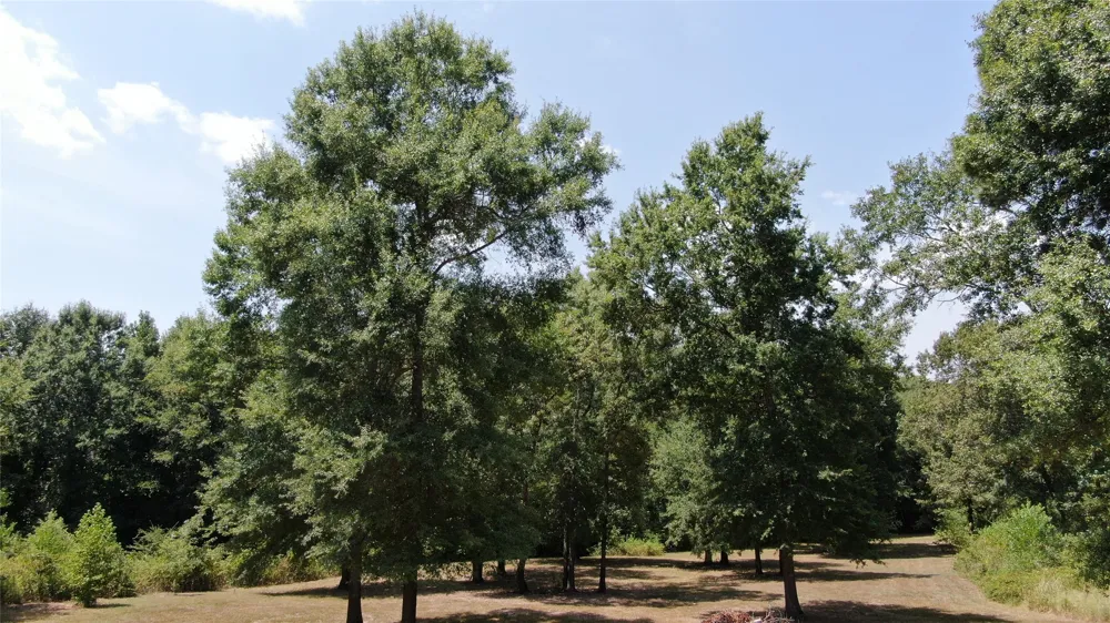 Big Eddy Road Chandler, TX 75758