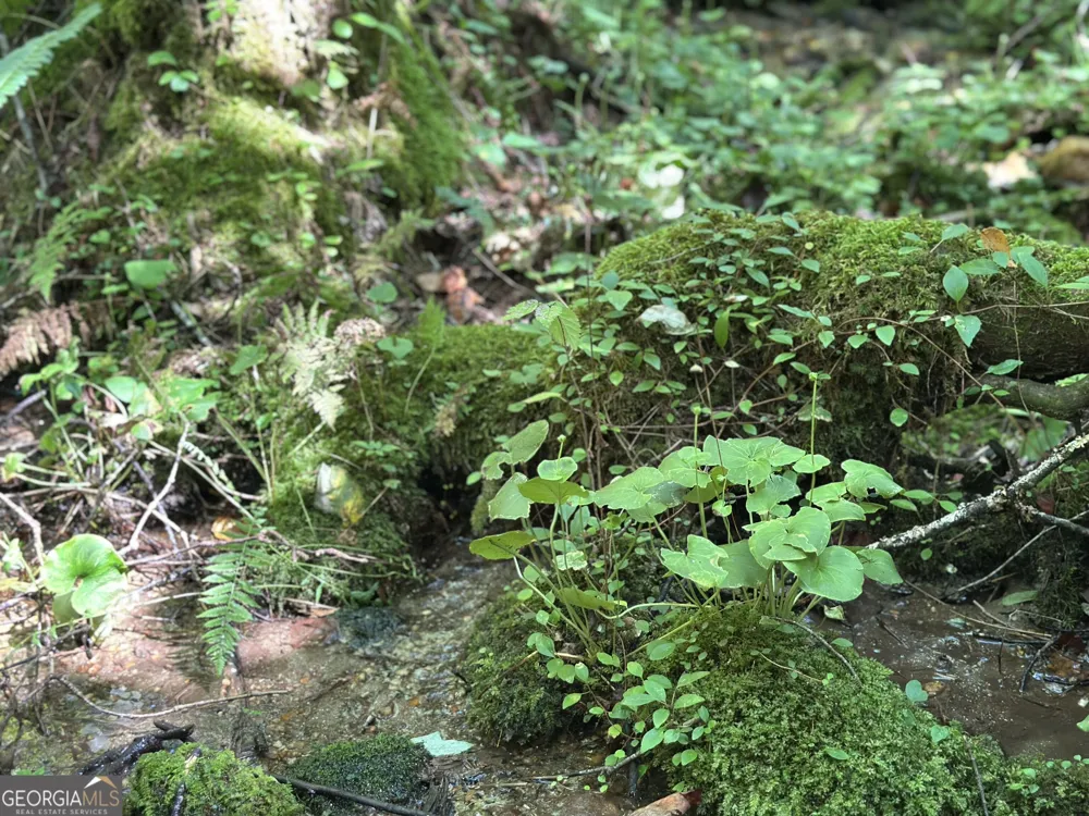 5.74 AC Hardslate RD Ellijay, GA 30540