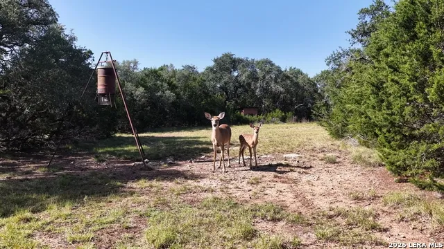 4113 TRAINER WUEST RD Blanco, TX 78606
