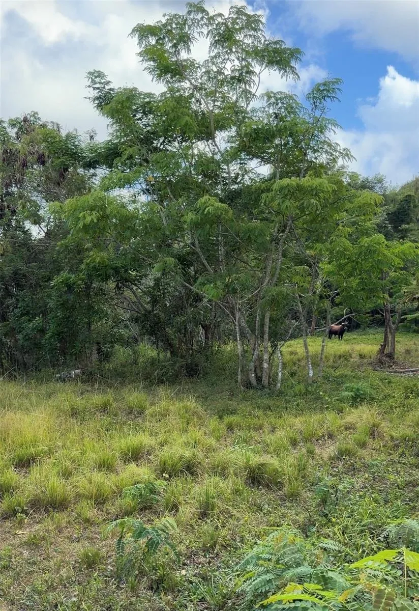 PR 785 KM 2.0 #4 Caguas, PR 00727