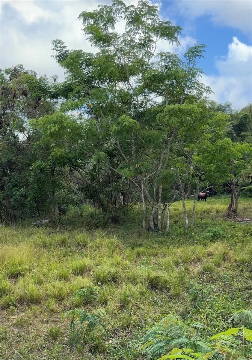PR 785 KM 2.0 #4 Caguas, PR 00727