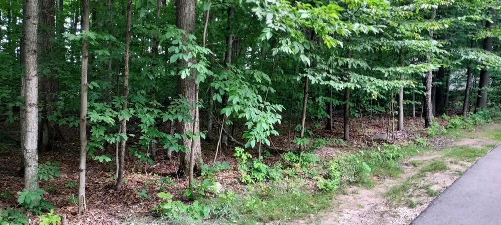 19 Beech Kearney Township, MI 49615