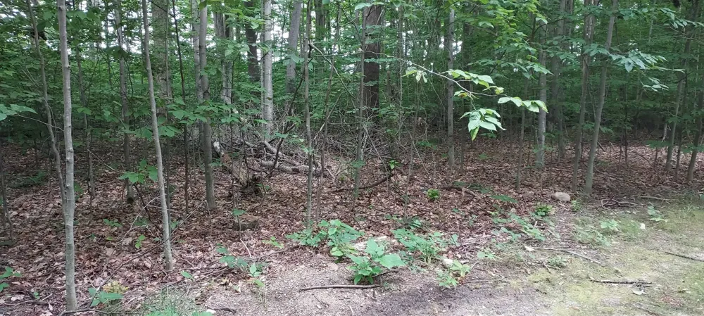 19 Beech Kearney Township, MI 49615