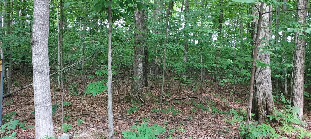 19 Beech Kearney Township, MI 49615