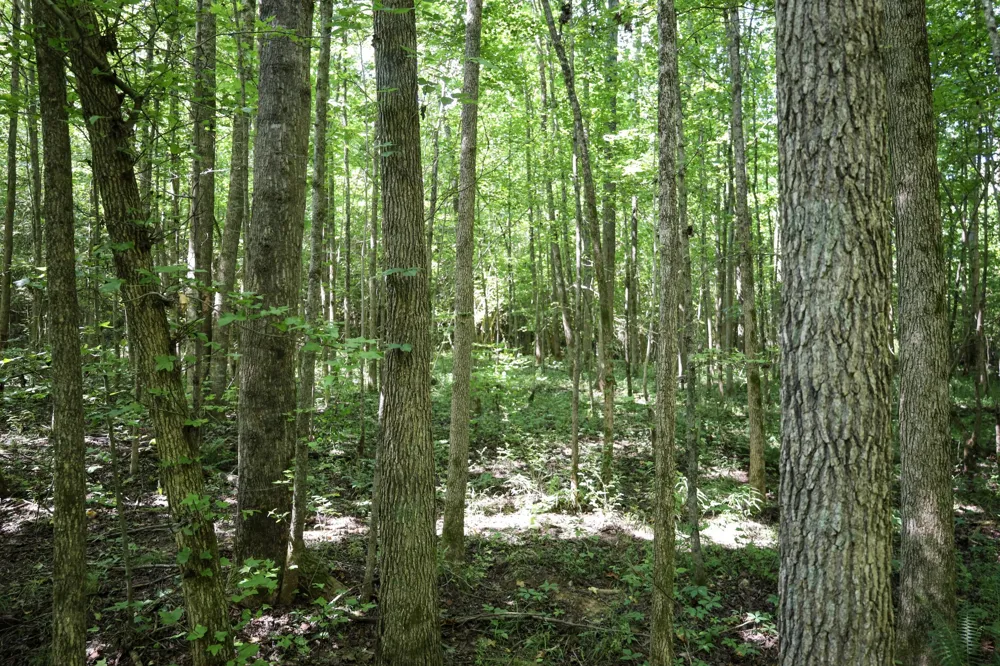 0 Hwy 69S Paris, TN 38242