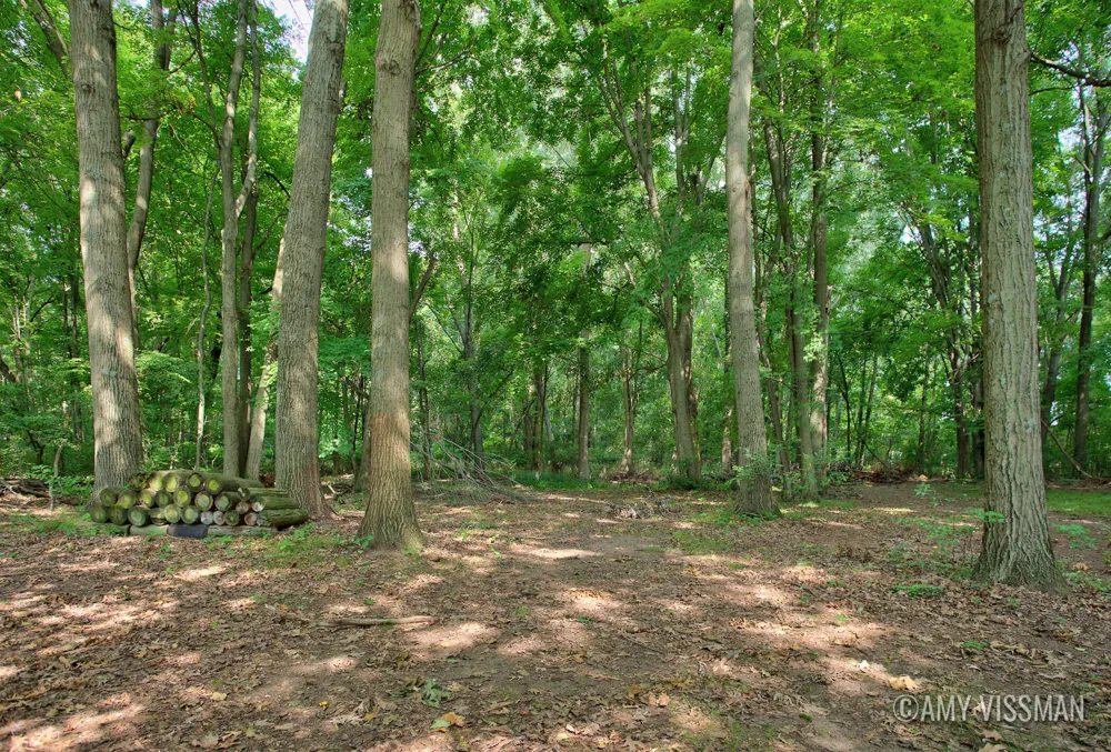2083 Archwood Drive Wayland, MI 49348