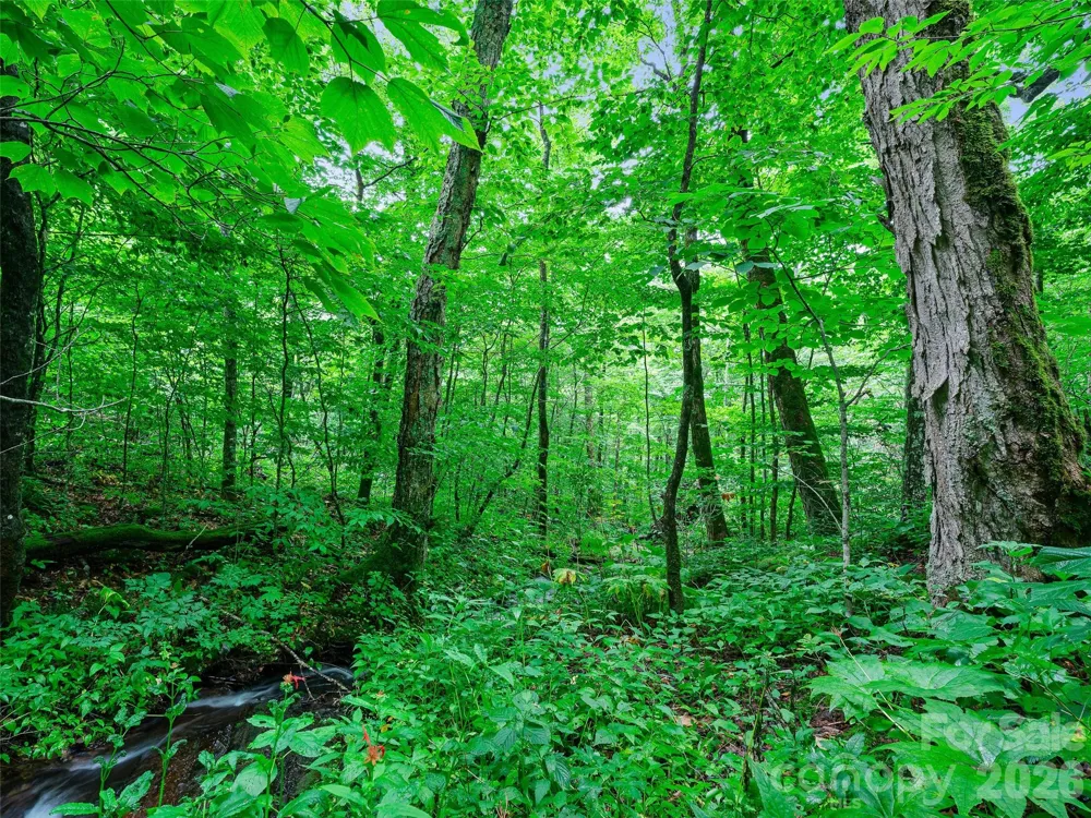 0 Ogle Meadows Road ##81 Burnsville, NC 28714