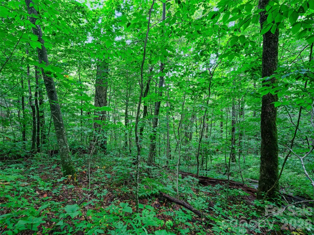 0 Ogle Meadows Road ##81 Burnsville, NC 28714