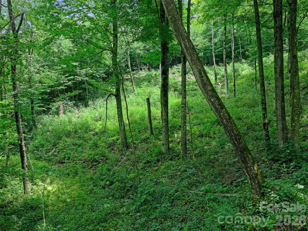 0 Ogle Meadows Road ##81 Burnsville, NC 28714