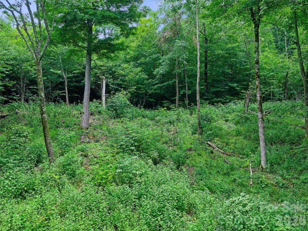 0 Ogle Meadows Road ##81 Burnsville, NC 28714