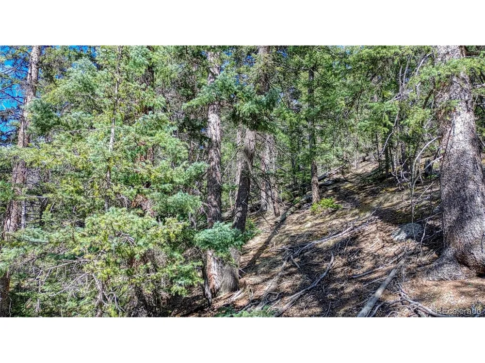 3075 Mountain Estates Road Florissant, CO 80816