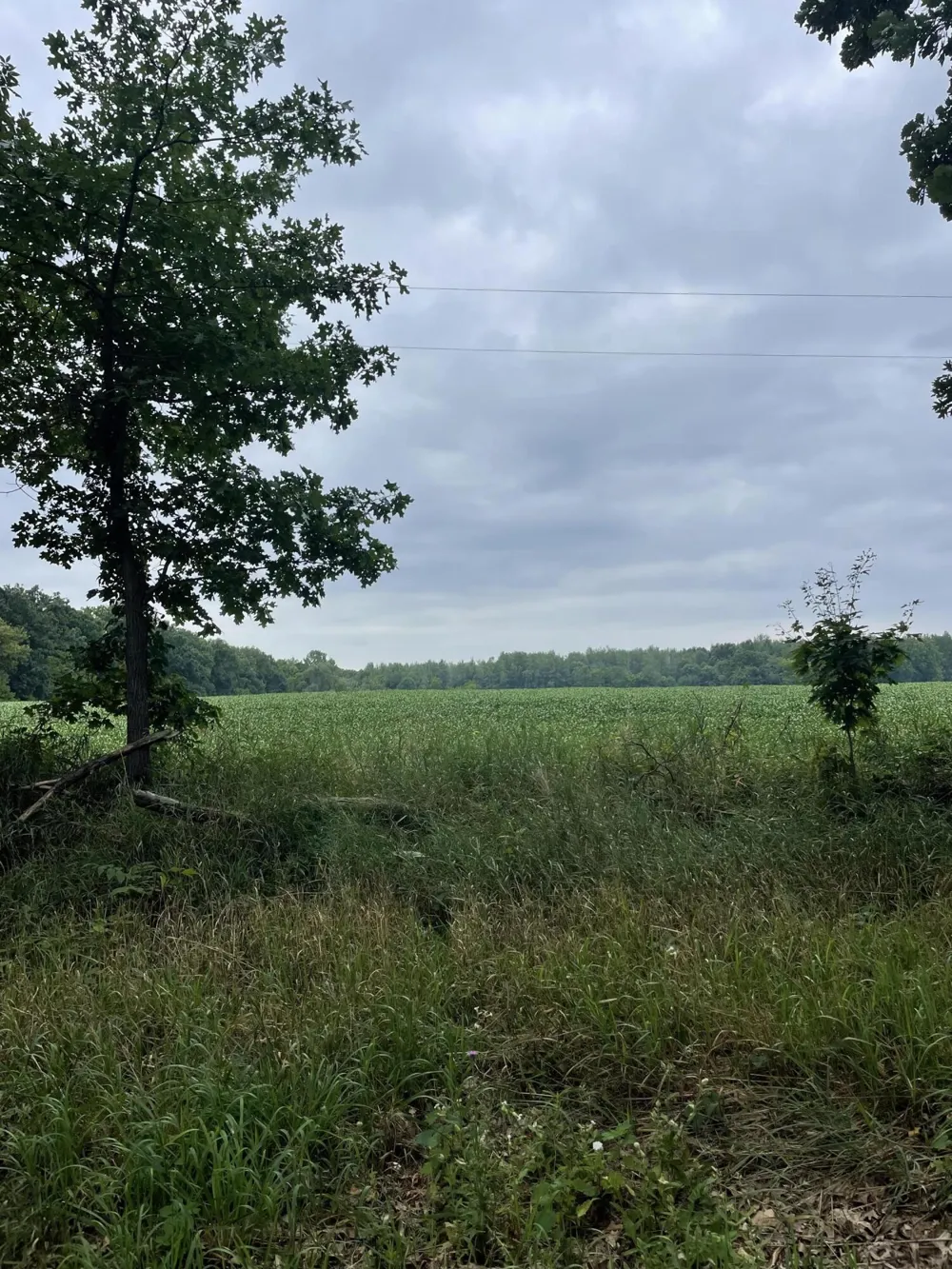 Jacob Road Grass Lake, MI 49240